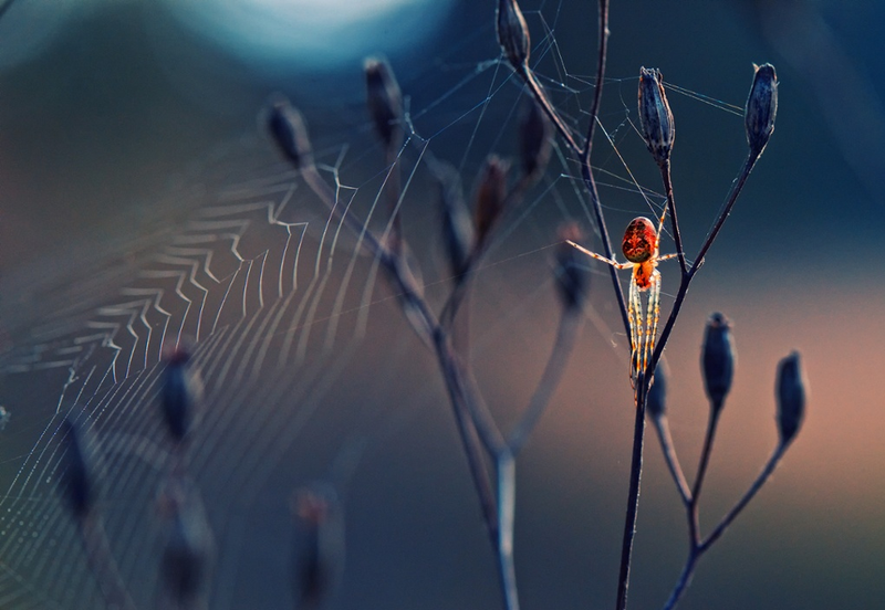 Illustration for article titled The Best Biology Photos Of 2014 Will Take You To Another World
